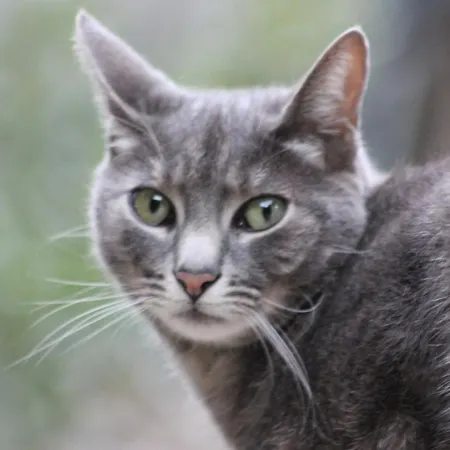 Nocleg ze śniadaniem D'hote 