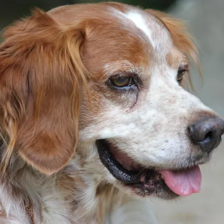 Nocleg ze śniadaniem D'hote 