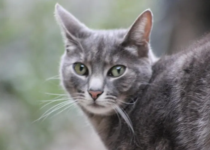 Bed & Breakfast D'hote 