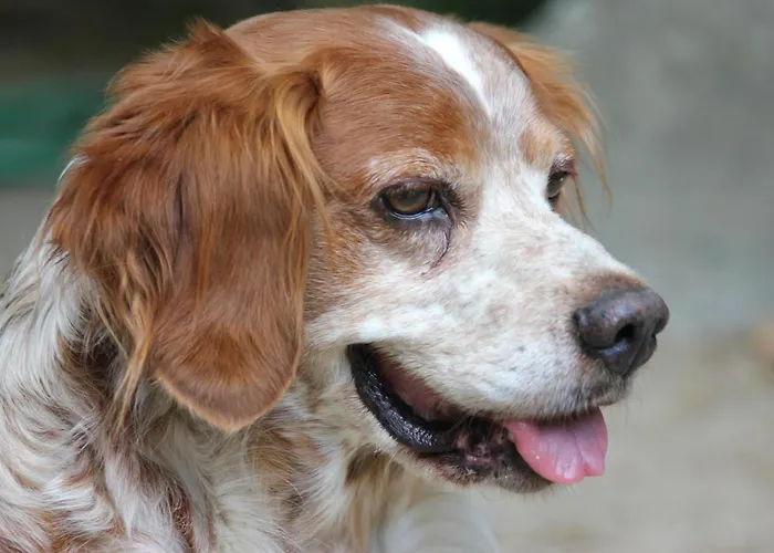 Bed & Breakfast D'hote 