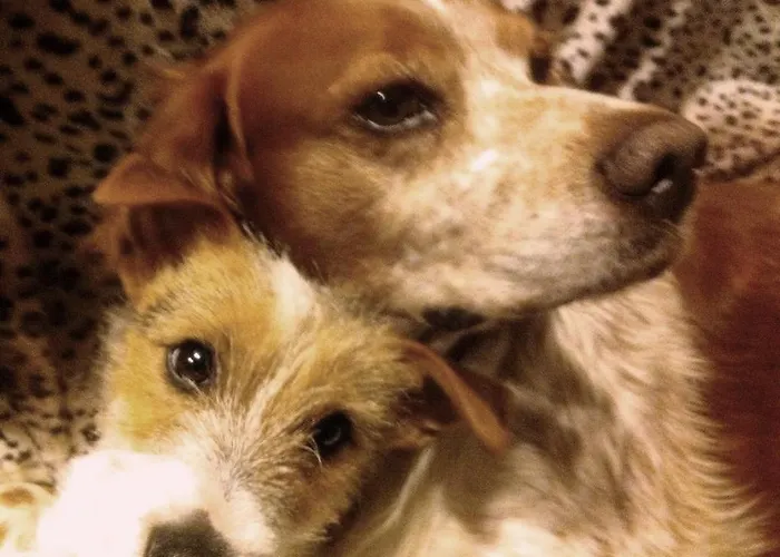 Bed & Breakfast D'hote 